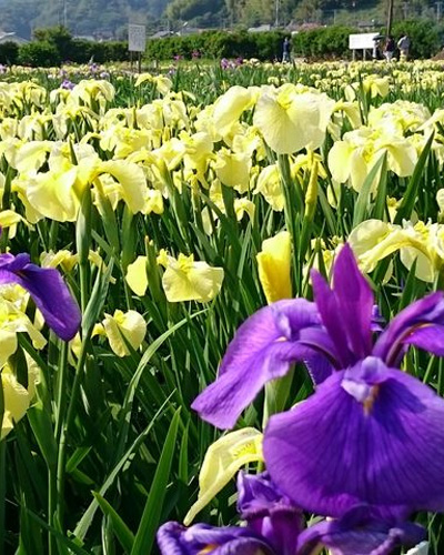 かわづ菖蒲園