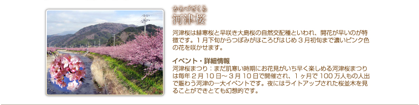 河津桜