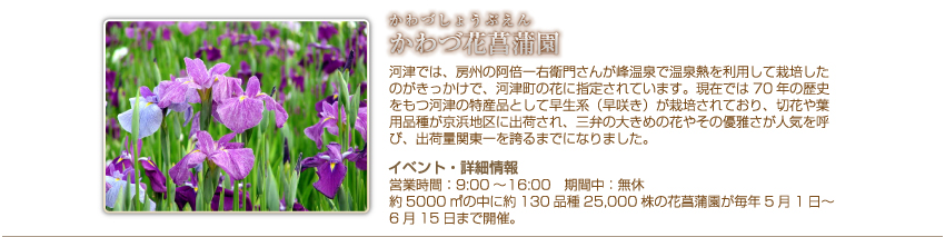 かわづ菖蒲園